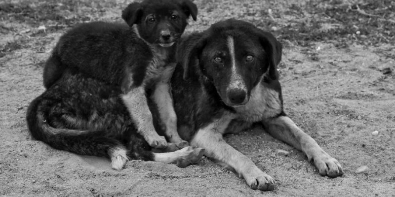 Der gebrauchte Hund - Hund mit Geschichte