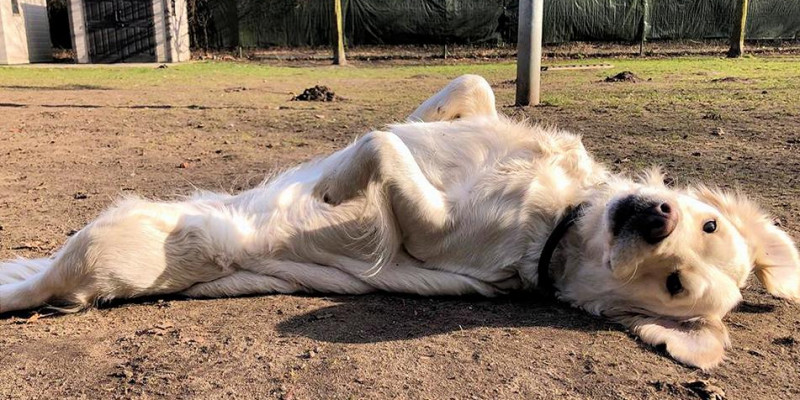 Beschäftigung mit und für Hunde -  warum weniger oft mehr ist....